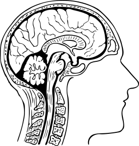 anatomy, brain, cross-section-2027131.jpg